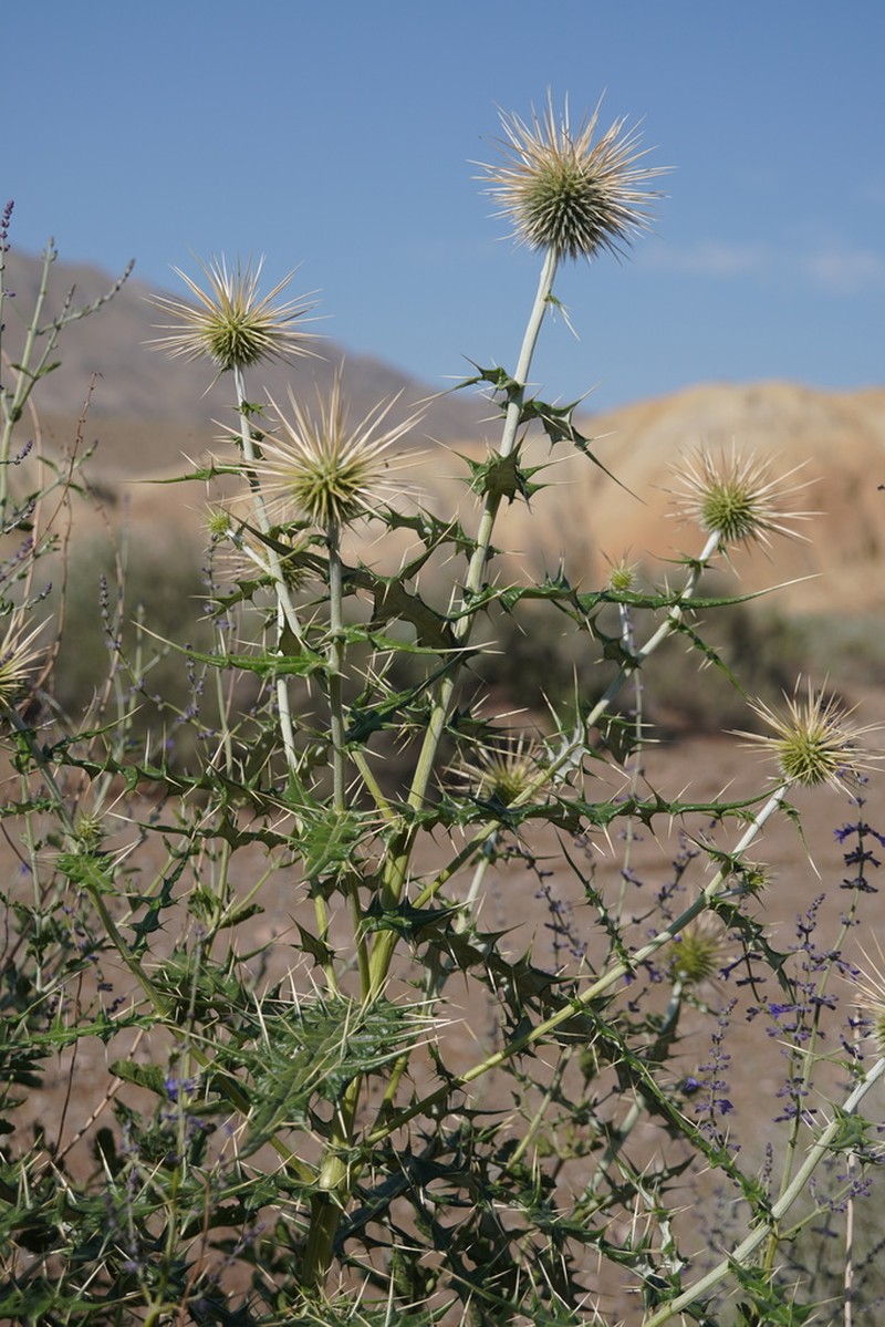 Echinops maracandicus photo 5