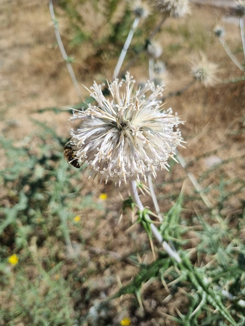 Echinops maracandicus photo 6