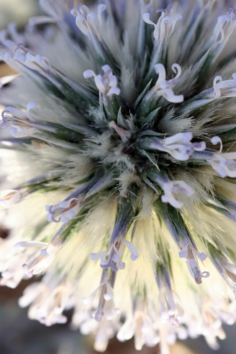 Echinops melitenensis