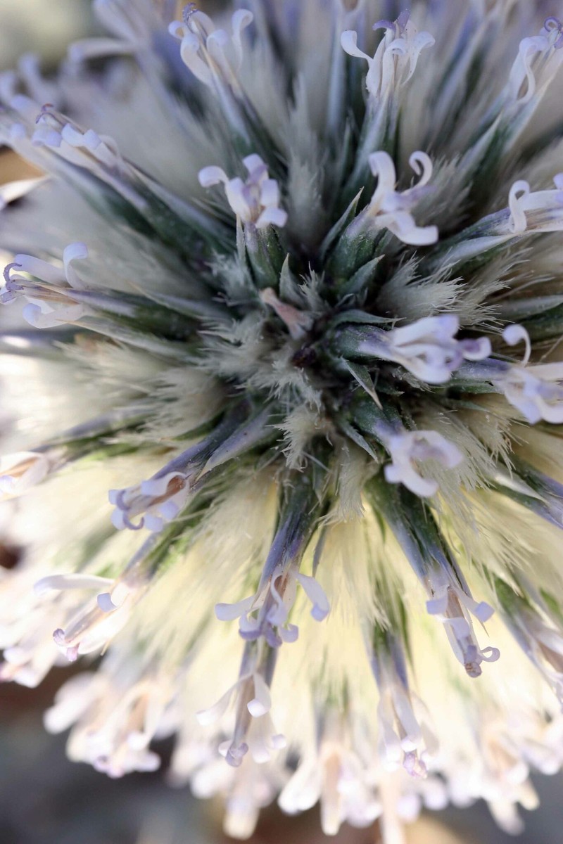 Echinops melitenensis photo 2