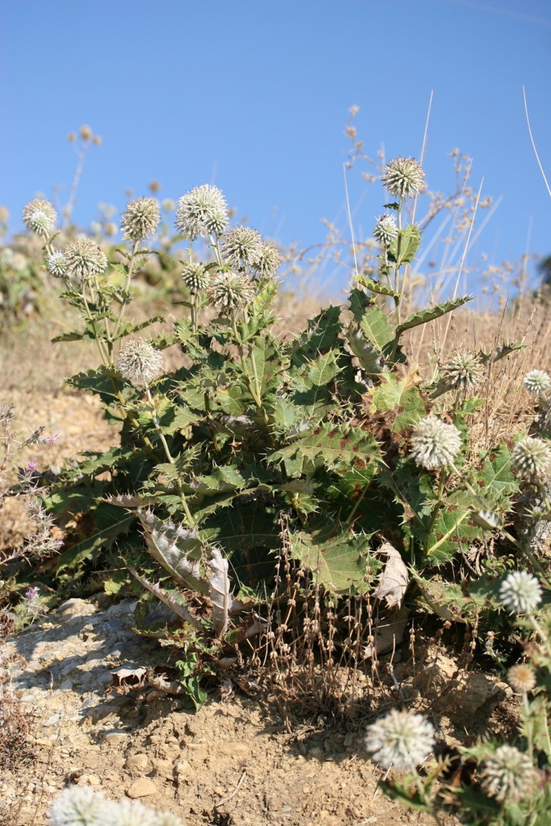 Echinops mersinensis