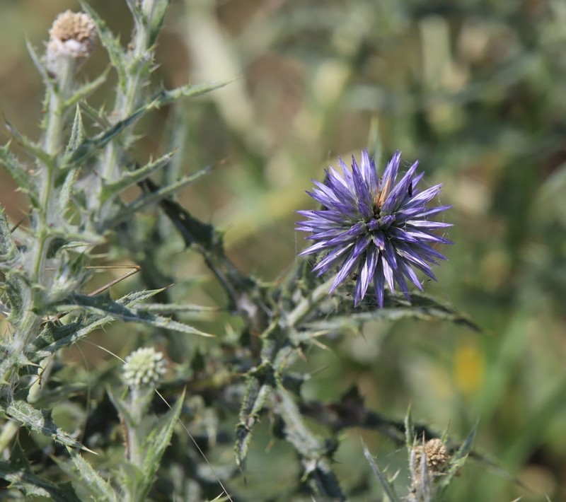 Echinops microcephalus