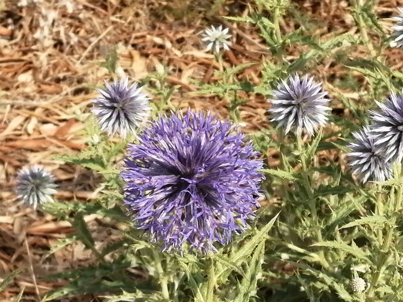 Echinops microcephalus photo 2