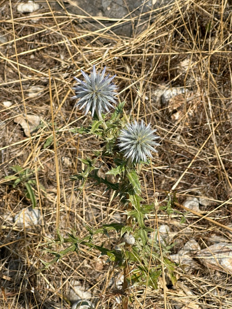 Echinops microcephalus photo 3