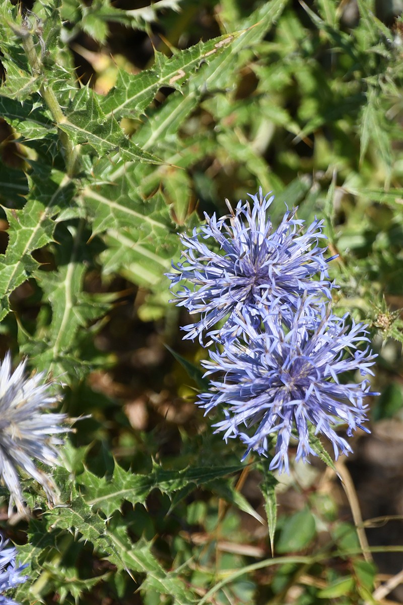Echinops microcephalus photo 4