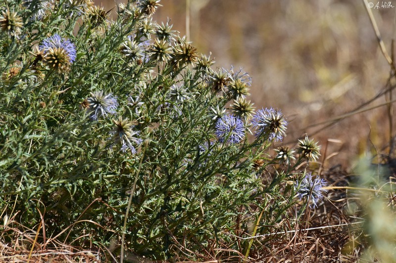 Echinops microcephalus photo 5