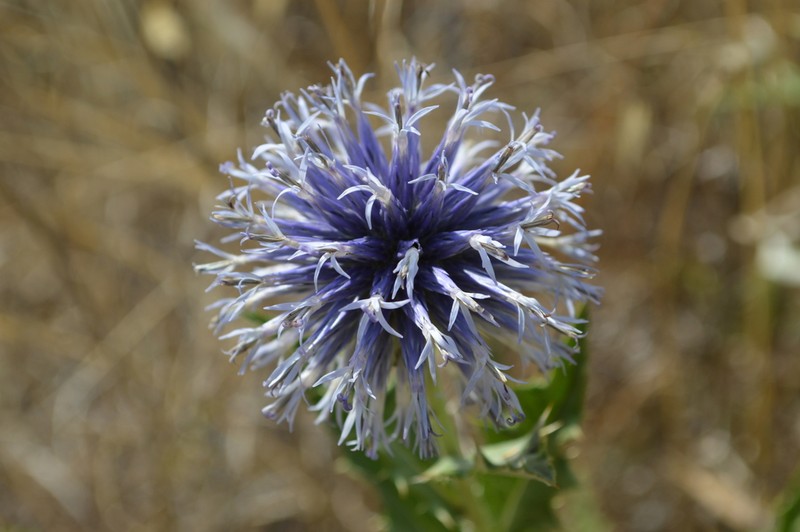 Echinops microcephalus photo 6