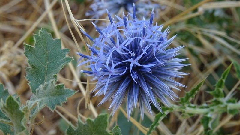 Echinops microcephalus photo 7