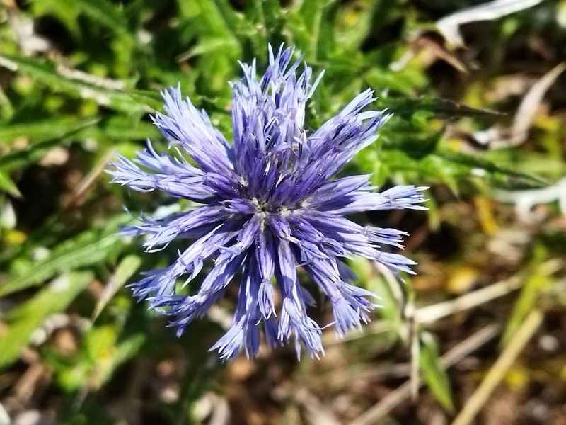 Echinops microcephalus photo 8