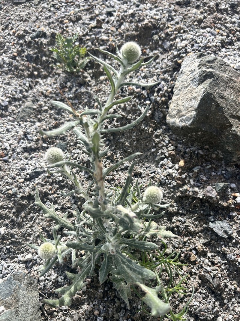 Echinops nanus