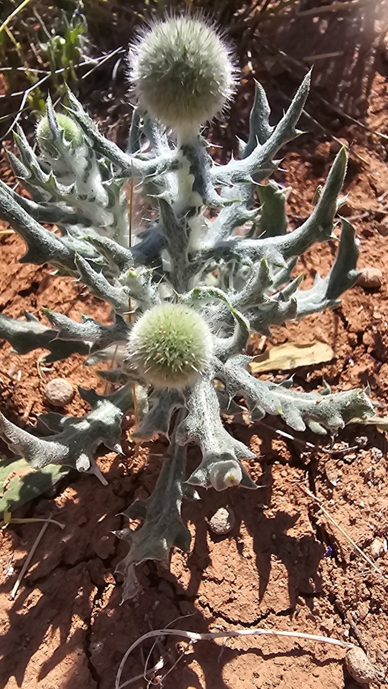 Echinops nanus photo 4