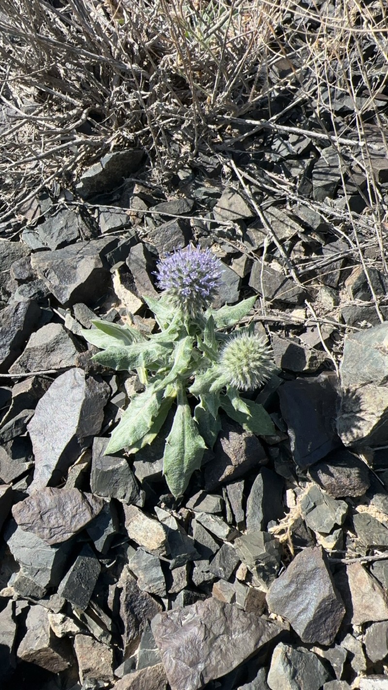 Echinops nanus photo 5