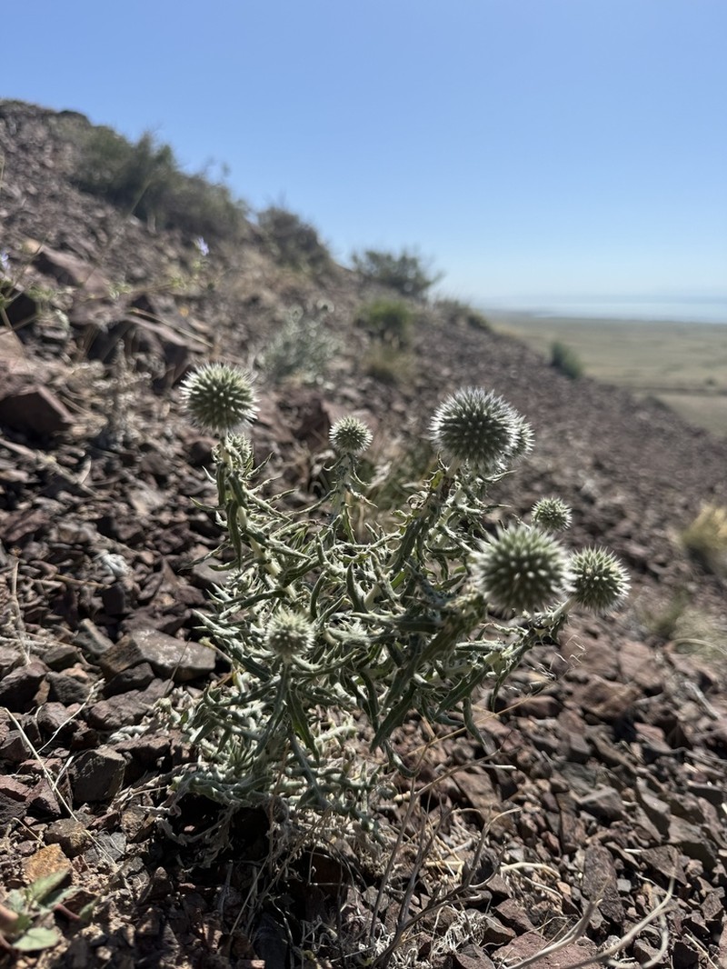 Echinops nanus photo 6