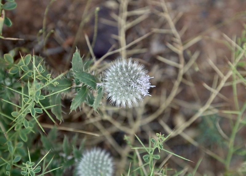 Echinops nanus photo 7