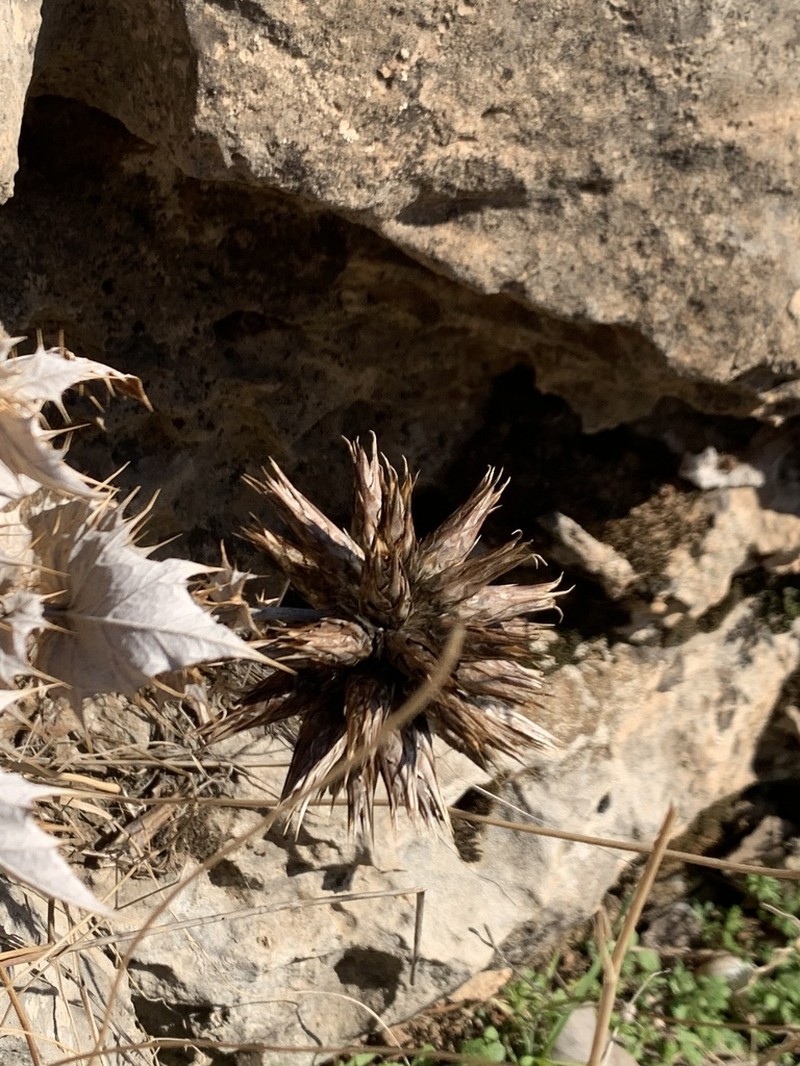 Echinops nitens