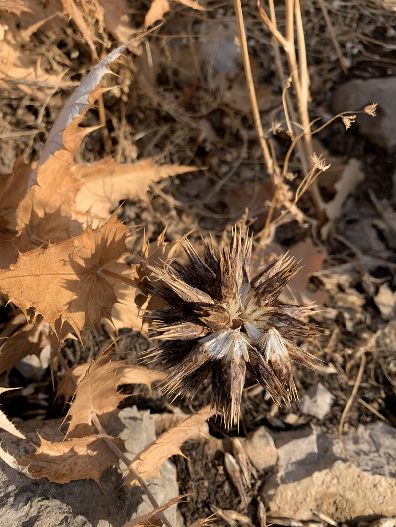 Echinops nitens photo 4