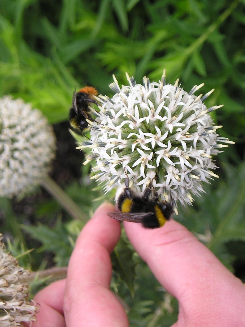 Echinops niveus