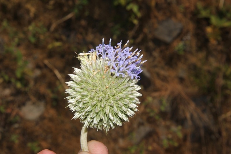 Echinops niveus photo 3