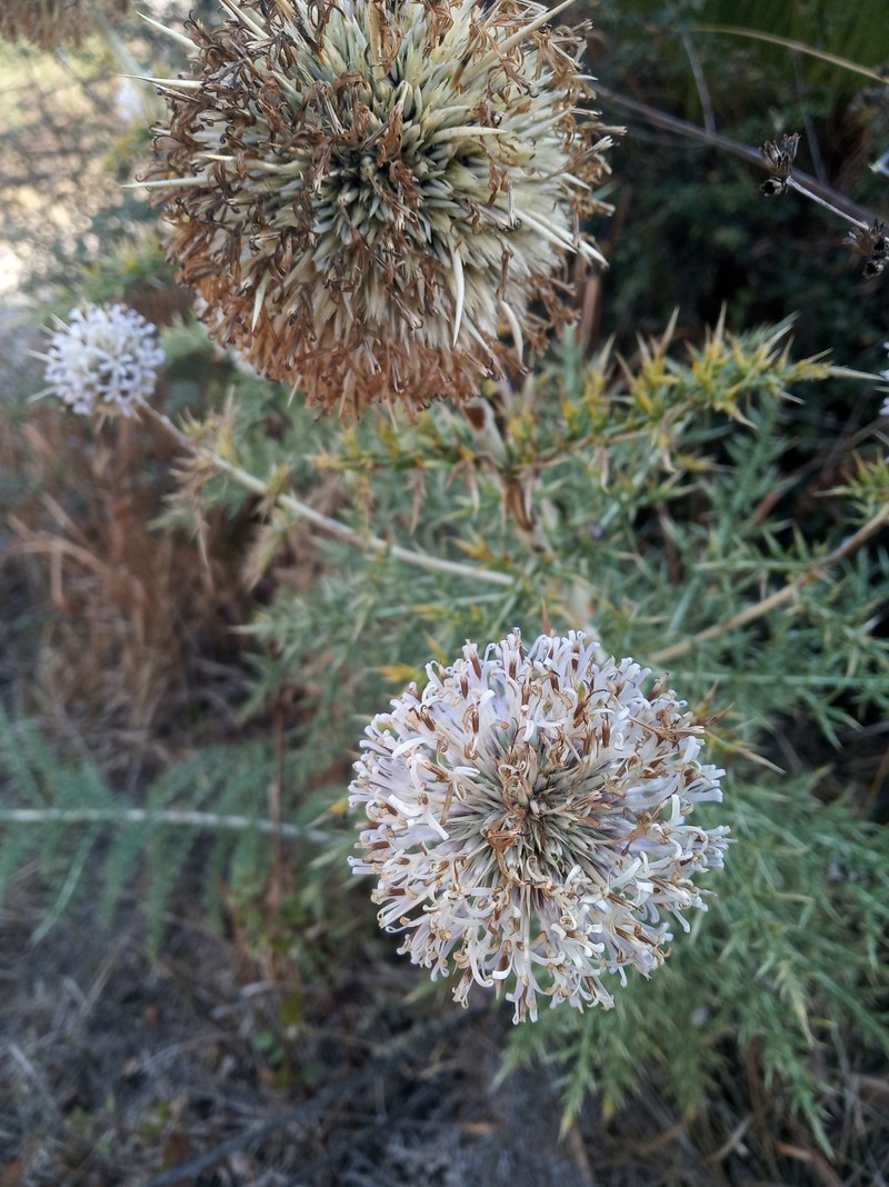 Echinops niveus photo 5
