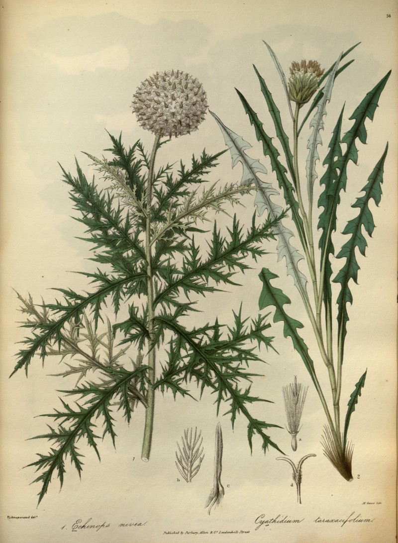Echinops niveus photo 6