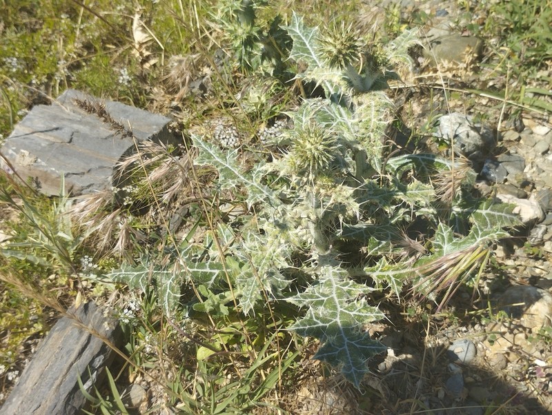 Echinops nuratavicus