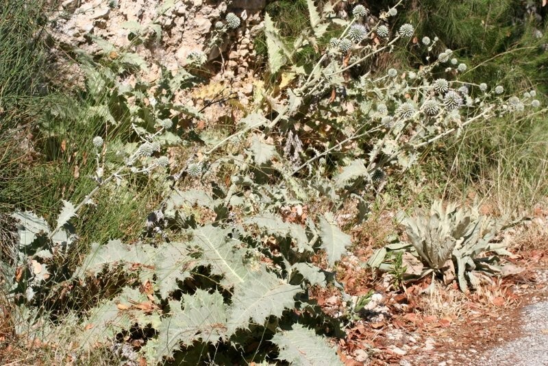 Echinops onopordum
