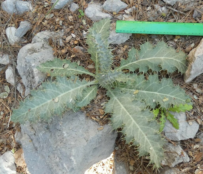 Echinops onopordum photo 2
