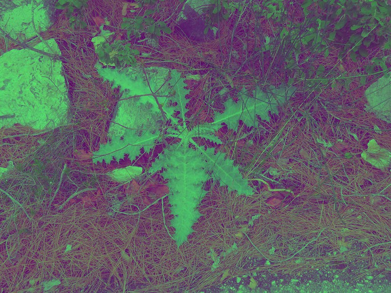 Echinops onopordum photo 6