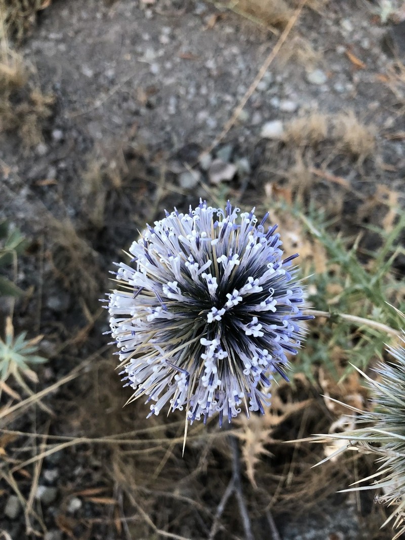 Echinops orientalis photo 2