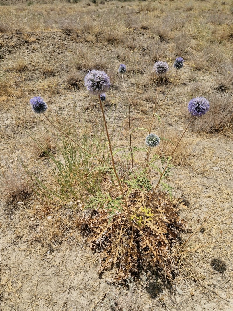 Echinops orientalis photo 3