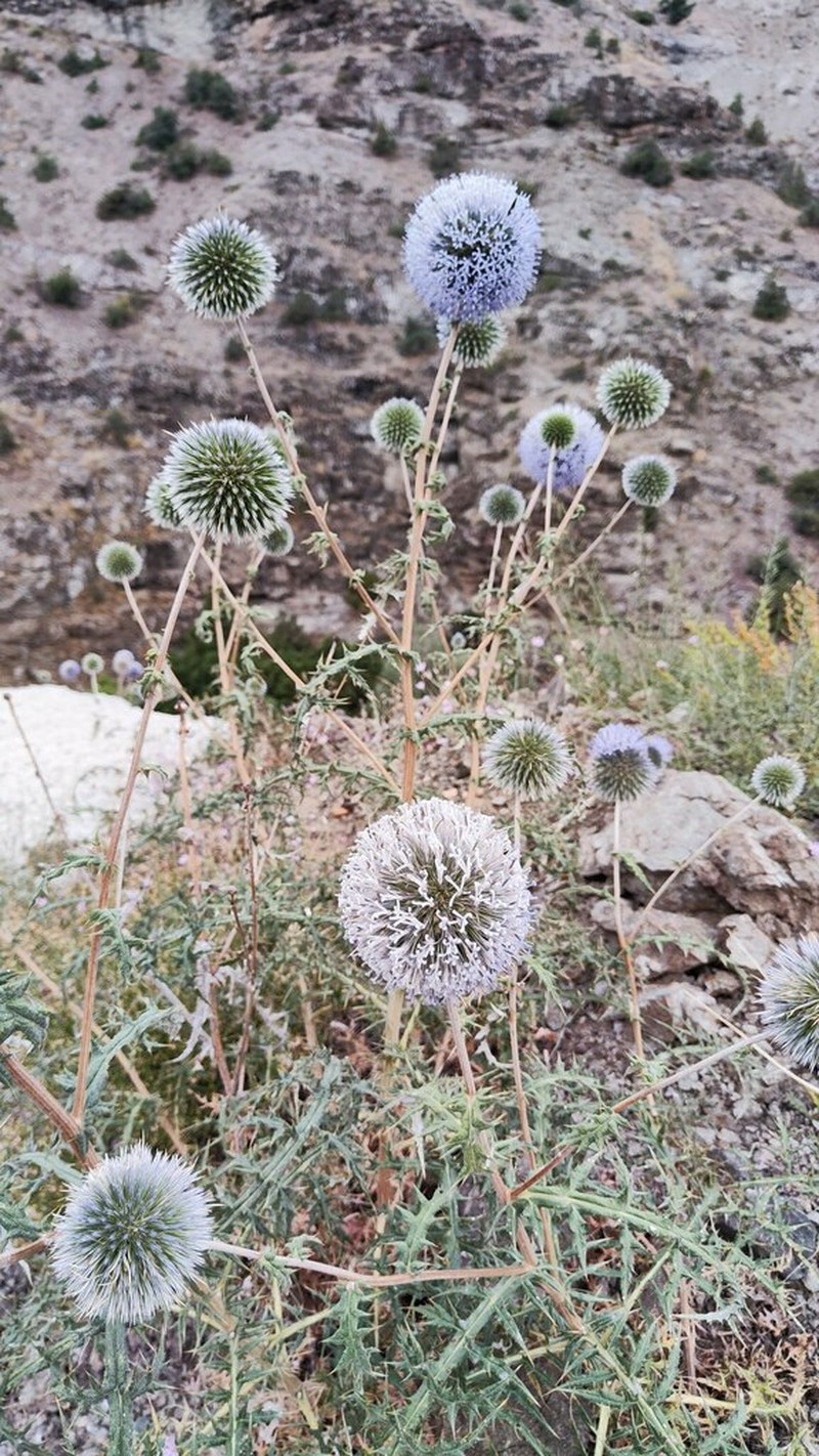 Echinops orientalis photo 4