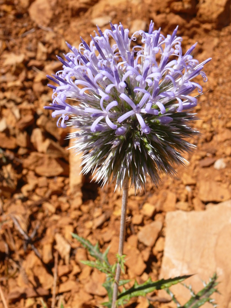 Echinops orientalis photo 5