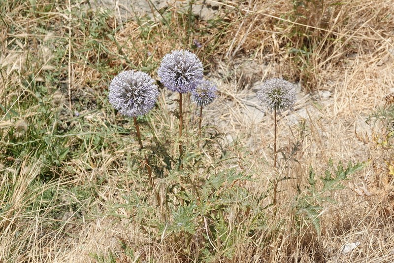 Echinops orientalis photo 6