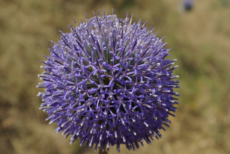 Echinops orientalis photo 7