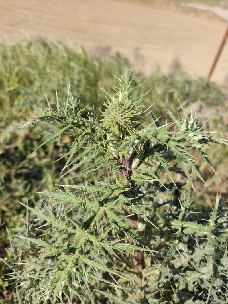 Echinops orientalis photo 8