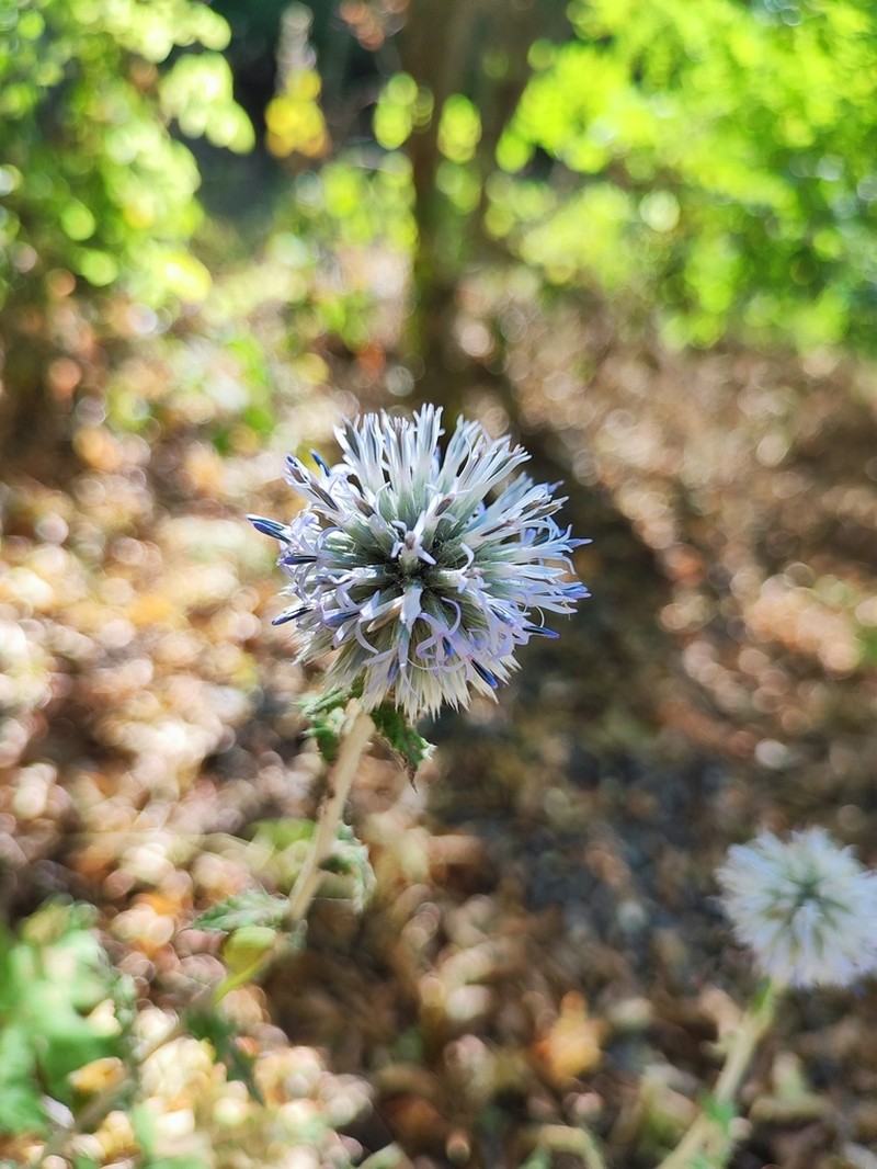 Echinops ossicus photo 2