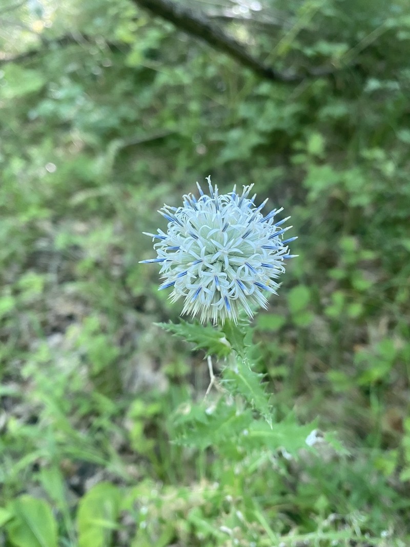 Echinops ossicus photo 3