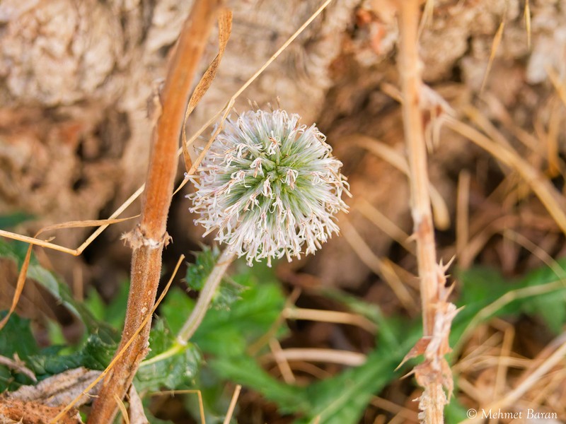 Echinops ossicus photo 4