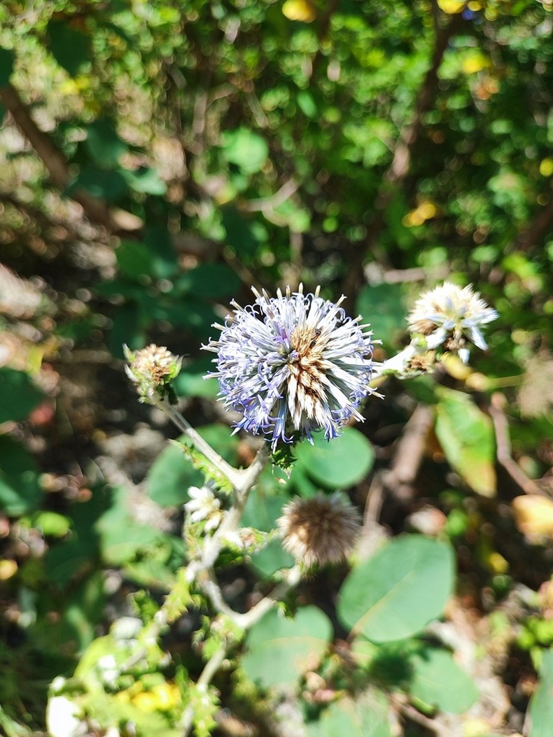 Echinops ossicus photo 5