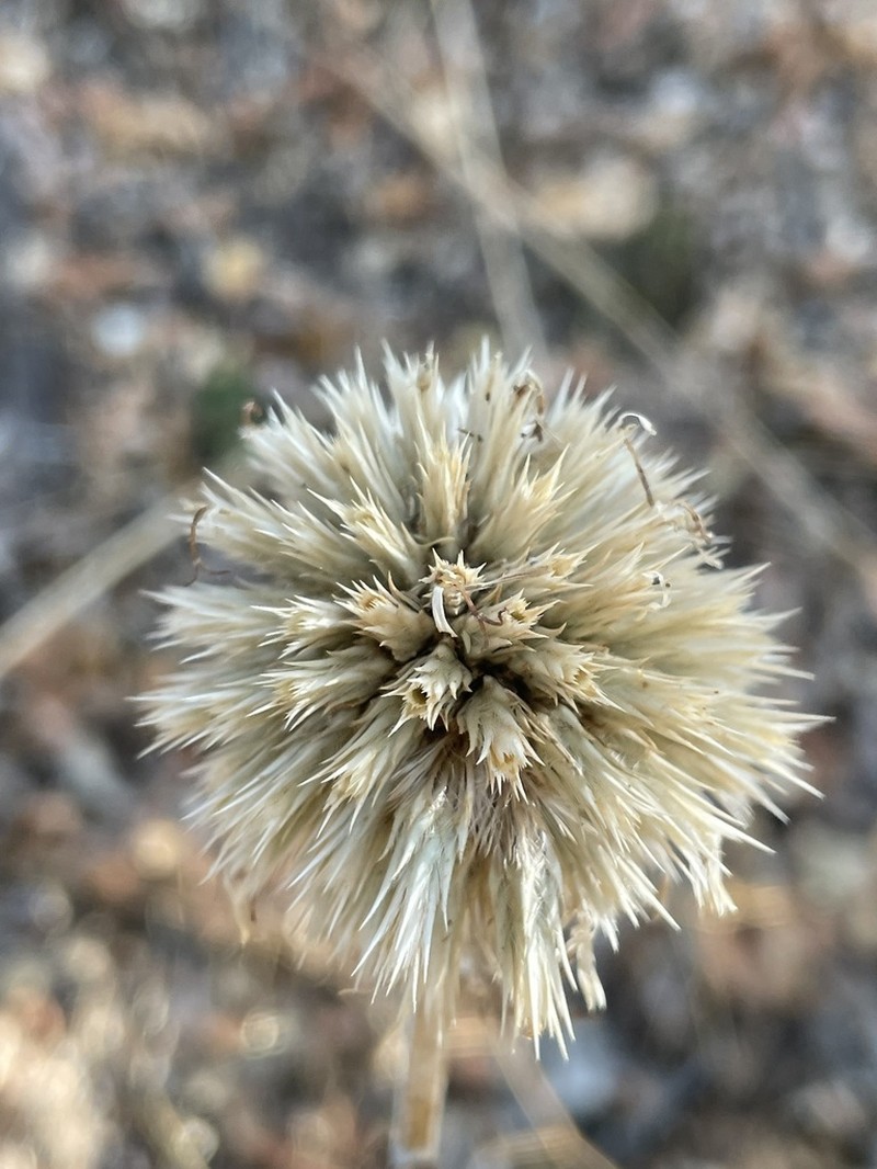 Echinops ossicus photo 6