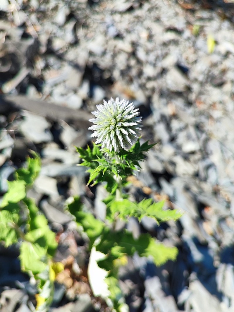 Echinops ossicus photo 7