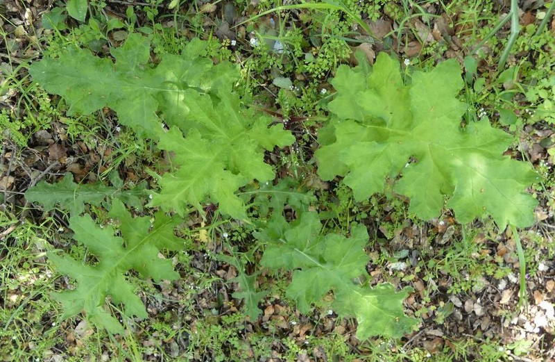 Echinops ossicus photo 8