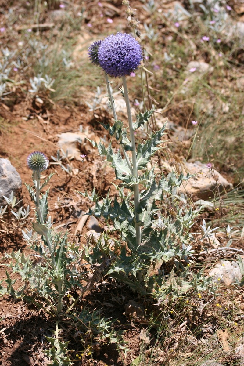 Echinops pannosus