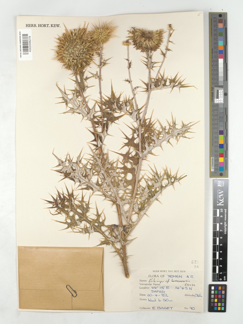 Echinops pappii photo 6