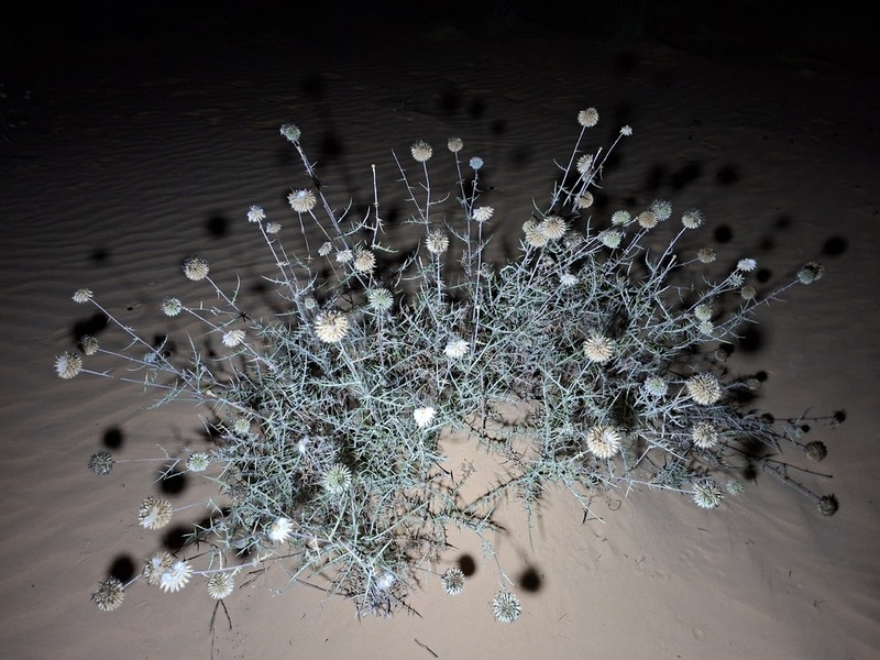 Echinops philistaeus
