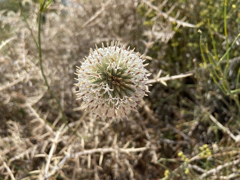 Echinops philistaeus photo 2