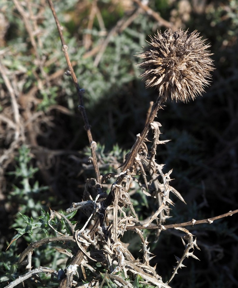 Echinops philistaeus photo 3