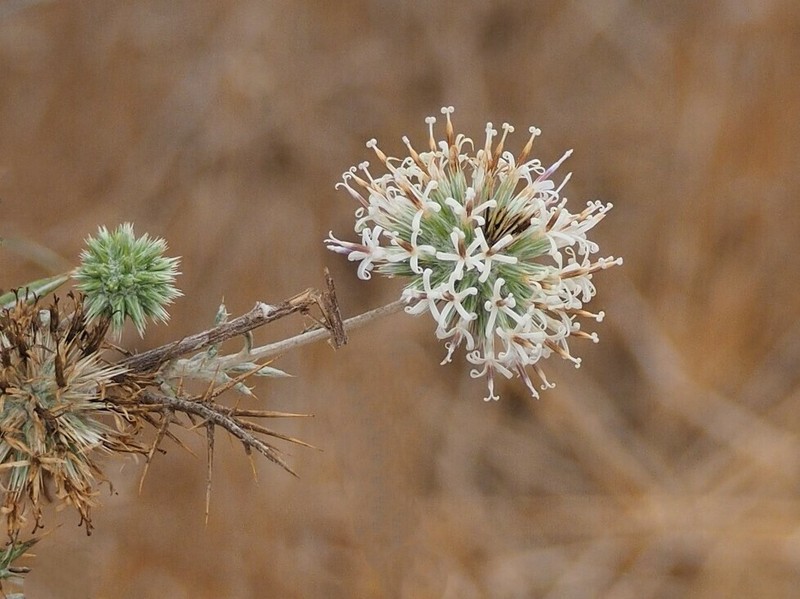 Echinops philistaeus photo 4