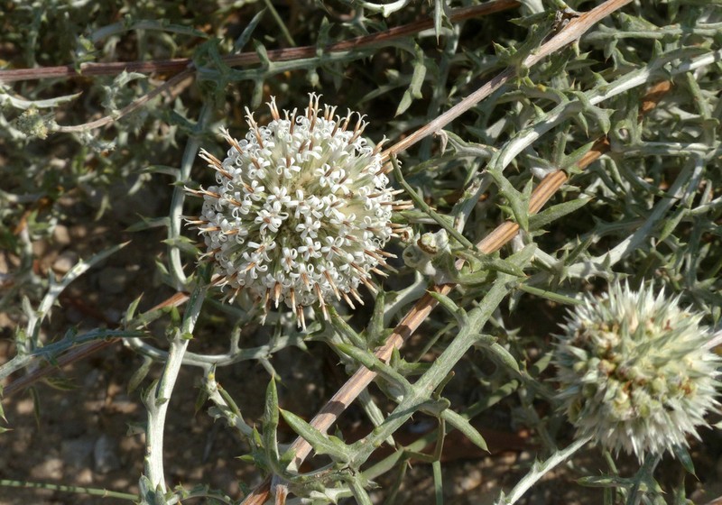 Echinops philistaeus photo 5