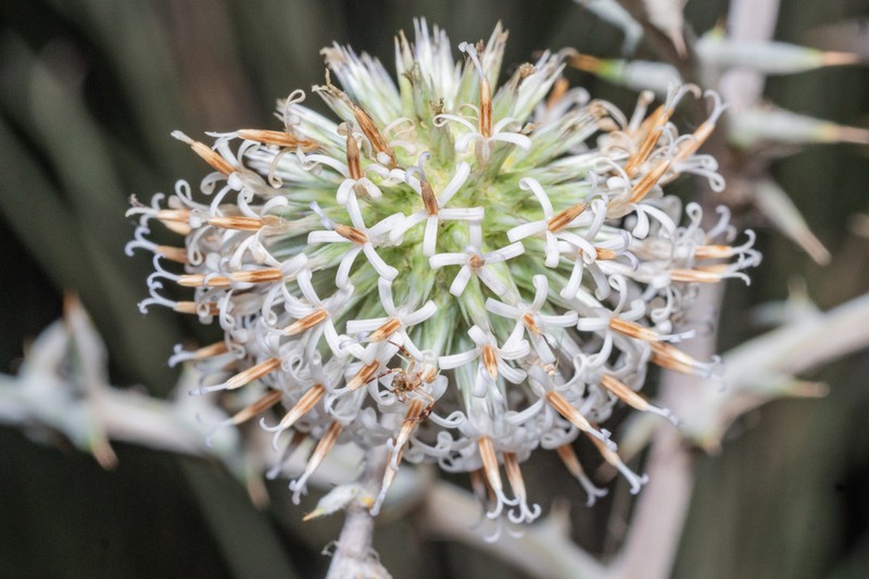 Echinops philistaeus photo 6